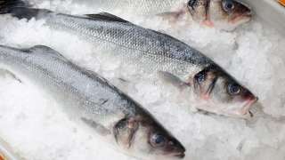 文化漫談-印證-冬大過年-說法-昔日港人還出海釣鱸備菜