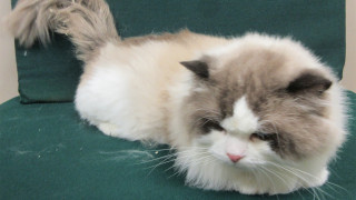 背包藏貓圖經羅湖偷運入境-58歲男子被海關拘捕