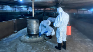 元朗豬場爆非洲豬瘟-漁護署銷毀978頭豬