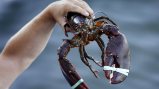 英國將禁止使用沸水烹煮活龍蝦-籲使用電擊等替代方案