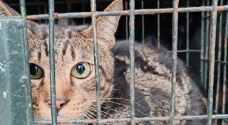 宏福苑大火時隔一個月尋回生還貓隻-愛協形容是奇蹟出現