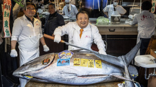 東京豐洲市場新年吞拿魚拍賣-逾5億日圓成交創新高