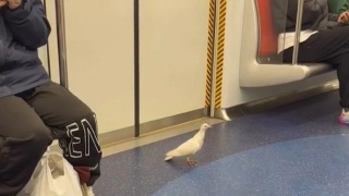 有片-熱話-屯馬線車廂現-不速之客-多名女乘客尖叫-網民-似-屍殺列車-場面