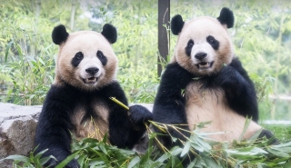 李在明冀中方再租借一對大熊貓-中韓正就此進行工作磋商