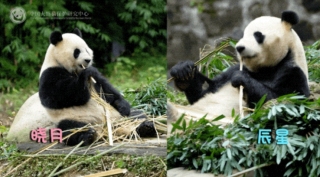 中國大熊貓-辰星--曉月-正式在吉隆坡亮相-大馬總理出席歡迎儀式