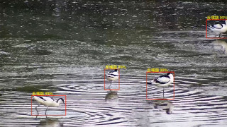 環保署AI鳥類偵測系統準確度達9成-擬用於北都基建環評