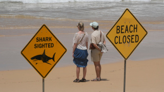 澳洲3日內4人遭鯊魚襲擊-當局緊急呼籲民眾切勿落水
