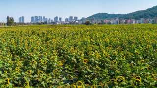 大美嶺南-陽江閘坡鎮丹濟村-面朝大海種花田