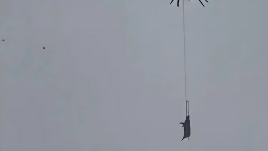 有片｜四川巴中村民無人機吊年豬釀禍　豬掛高壓線致停電10小時