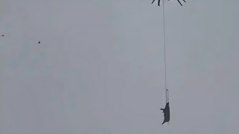 有片-四川巴中村民無人機吊年豬釀禍-豬掛高壓線致停電10小時