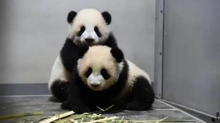 旅日大熊貓-曉曉--蕾蕾-今日回國-日本首迎熊貓-空窗期