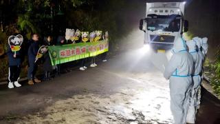 旅日大熊貓-曉曉--蕾蕾-平安歸國-順利入住雅安基地接受隔離檢疫