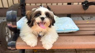 陳志華-拆牆鬆綁構建寵物經濟