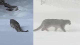 新疆雪豹先咬傷遊客再咬死35隻羊-當地政府稱已捕獲將擇機放歸