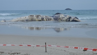 西貢鹹田灣水域發現11米長腐爛鯨魚屍體-漁護署-相信是外海隨水漂來