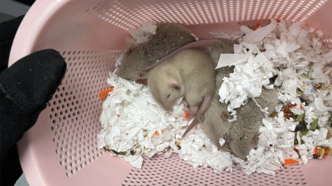 涉走私老鼠等動物入境　17歲少年落馬洲口岸被捕