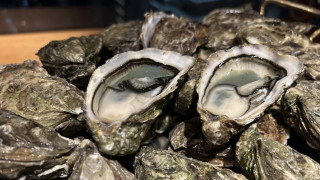 外出用膳食物中毒個案急升再有四人中招-防護中心籲避免食生蠔