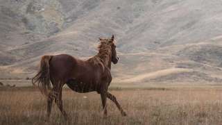 馬年談馬-古人祭馬管馬傳遞尊重生命與重會秩序價值觀-蔡宗齊-放諸今日仍適用