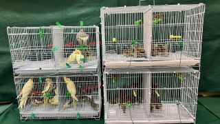 手拉車圖偷運112隻雀鳥入境-海關羅湖口岸拘26歲女子