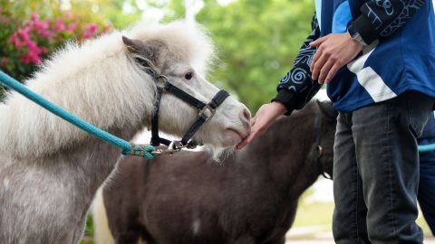 3月來一趟城市動物奇遇-雪特蘭小馬現身大館與公眾溫馨互動