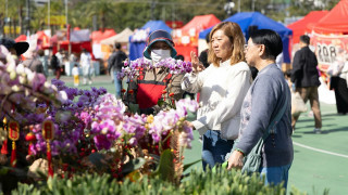 有片-送蛇迎馬-全港14個年宵市場開鑼-維園花檔對銷情樂觀