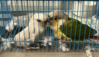 私家車深圳灣管制站偷運兩瀕危活鳥入境被查斷正-估計市值約1400元