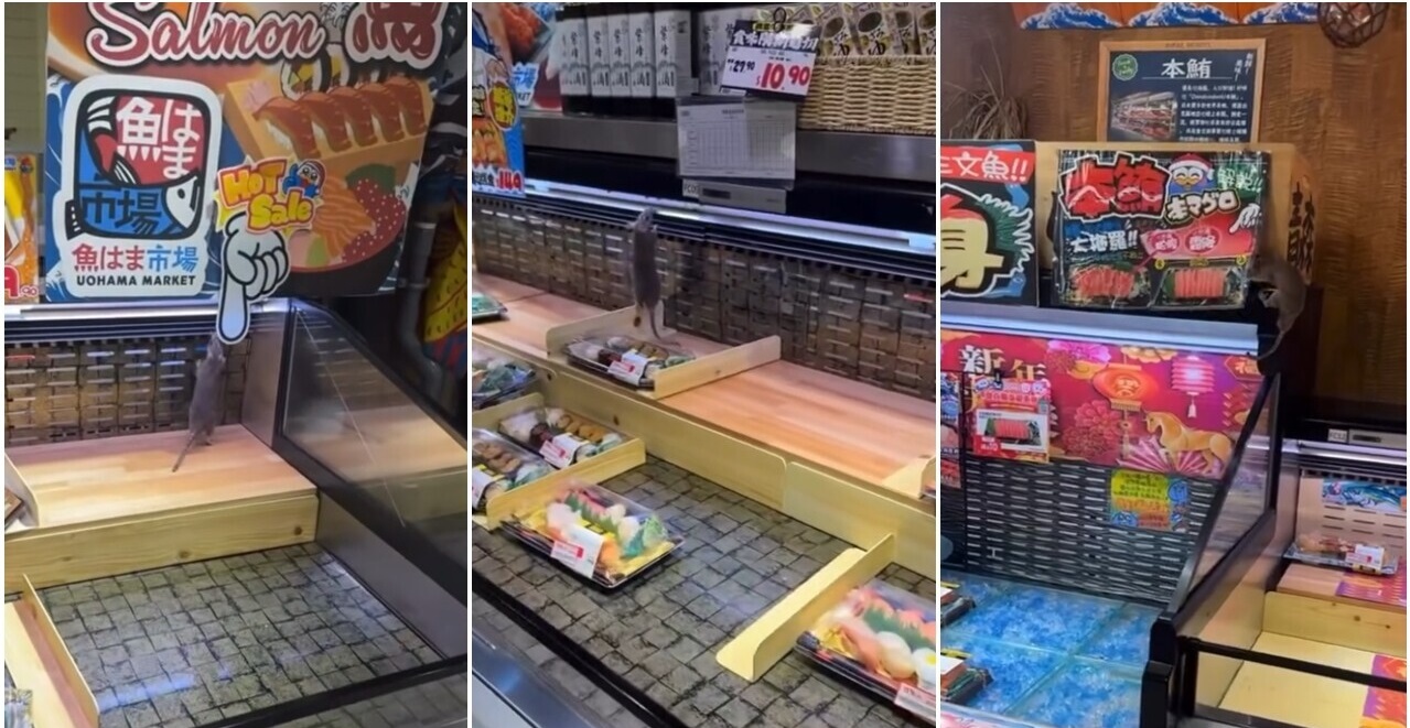 有片｜傳屯門Donki壽司櫃有老鼠橫行　網民：好癲、見到都反胃