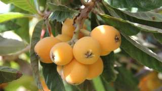 文化漫談-宴饗萬年-蘊藉深意佳果-送人自用兩相宜