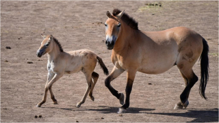 當代中國-世界唯一現存野生馬種--普氏野馬-重生記