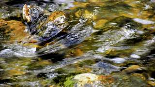 伯爵茶跡-知所進退的選擇-滄浪歌