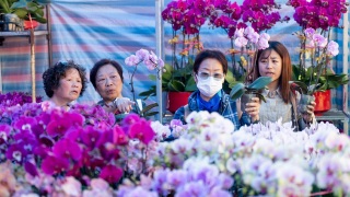 農曆新年-多圖-維園年宵市場人頭湧湧-有攤檔稱生意好過往年