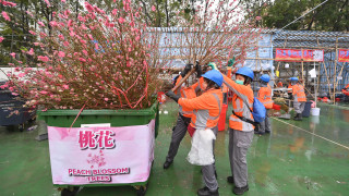 農曆新年-14年宵市場共錄約265萬訪客-維園花市除夕逾21萬人入場