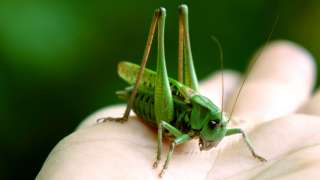 教育驚奇-魚蟲懺悔錄-李爾與周作人-十一