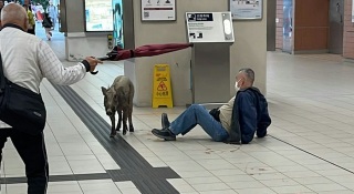 馬鞍山野豬撞人-野豬闖烏溪沙站及附近商場-撞到最少四名途人