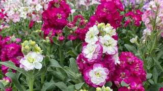 香港花卉展覽3月20日開場-主題花紫羅蘭融入本地特色園林景致