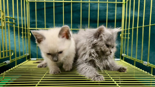 背包藏兩貓圖經羅湖走私入境-女旅客被海關截獲拘捕