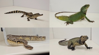 漁護署採取突擊行動-葵涌工廈內檢獲14隻瀕危爬行動物