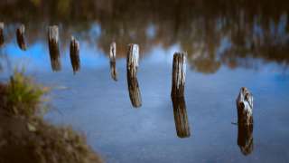 伯爵茶跡-聖人暮年的自輓-曳杖歌