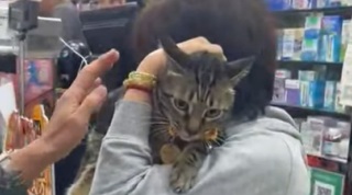 有片-旺角明星貓店長-阻B-昨失蹤今早樓上賓館尋獲-警員帶走1名女子協助調查