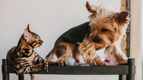 靈氣碧仁-家中寵物經常受傷-與鷹靈有關