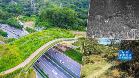 當代中國-深圳鯤鵬徑一號橋-全國首座-動物天橋-有豹猫出沒