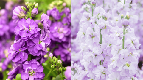 香港好去處-維園花展2026-3-20起開鑼-3類人免費入場-附交通-開放時間