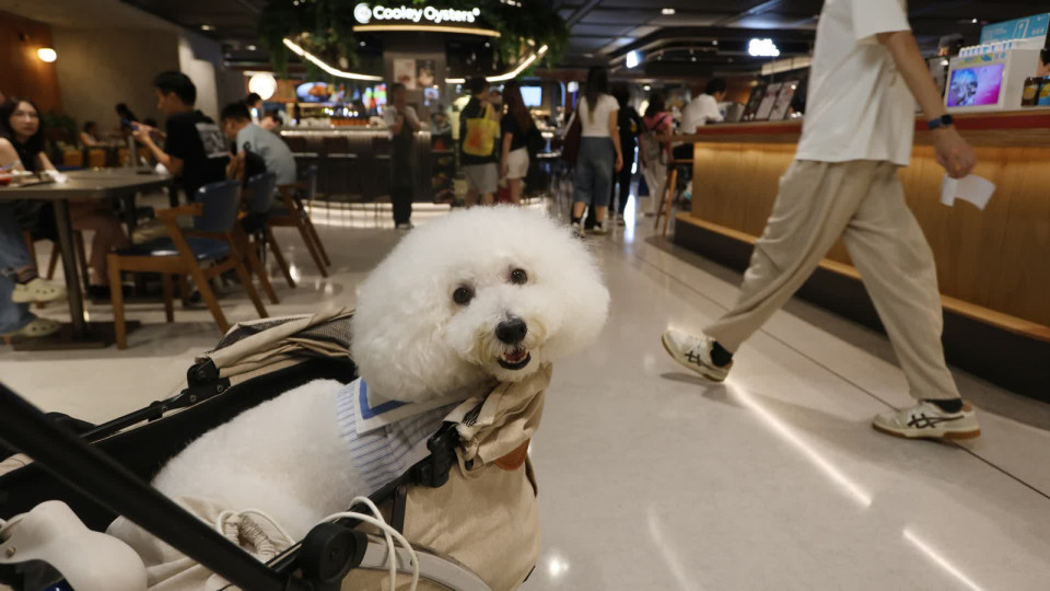 放寬狗隻進入食肆5-8生效-首階段僅准逾20平方米餐廳申請