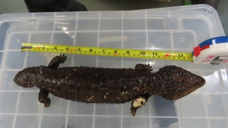 海關查澳洲空運抵港貨物-揭零食罐藏8蜥蜴24蛇約值60萬元