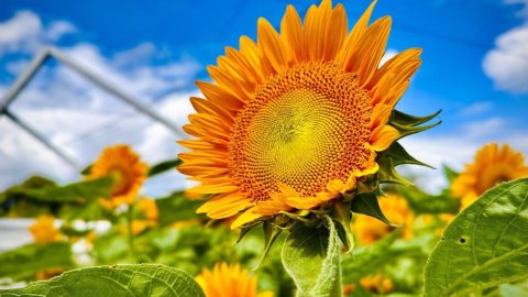 元朗信芯園向日葵3月底盛放-賞波斯菊花海打卡位-送粉紅香水百合-附開放時間-交通