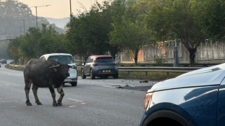 有片-水牛驚現青朗公路遭私家車撞傷-交通一度嚴重受阻