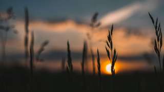 伯爵茶跡-相時而動的謀略-齊人言