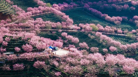 大美嶺南-梅州陰那山-櫻漫青山-茶韻芬芳