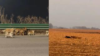 網民指-長春7隻小狗疑逃離狗販跋涉返家-村民揭真相-追逐玩鬧走遠了