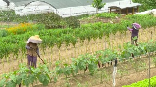 陳博智-融入國家高水平開放-香港漁農業大有可為
